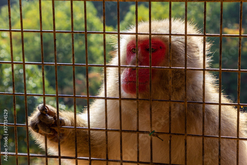 Monkey Park in Kyoto (Japan) photo