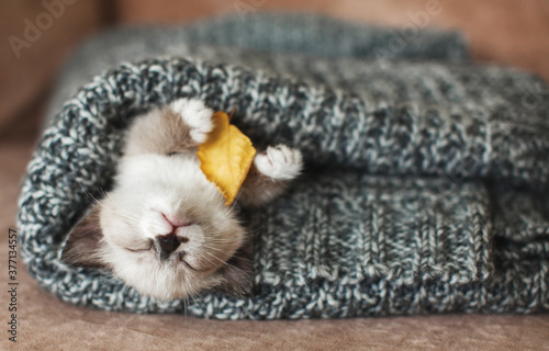 Billede på lærred Kitten sleep on knitted plaid