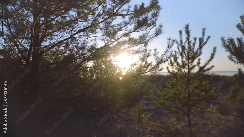 Walk in the pine dune at sunset Walk in the pine dune at sunset