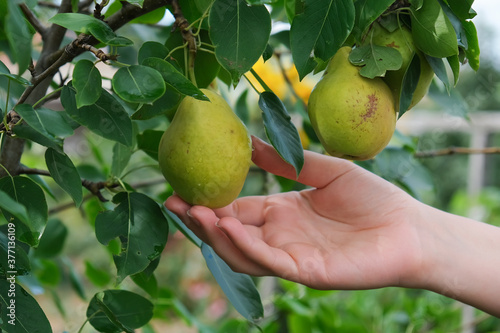 Woman plucks ripe pears from a tree.