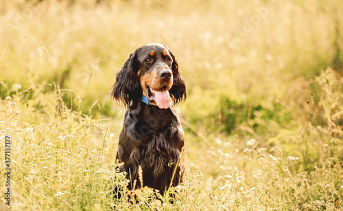 Obraz na płótnie Scottish setter sitting in summer grass