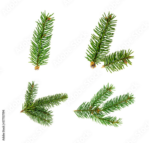Top view of green fir tree spruce branch with needles set isolated on white background.