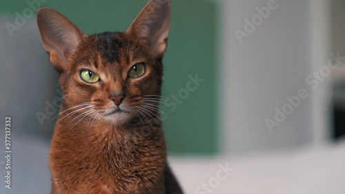 Cute Abyssinian cat staring serious at you photo