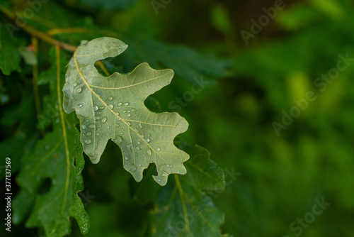 Close up of green oak leaf. Selective focus  blurred background