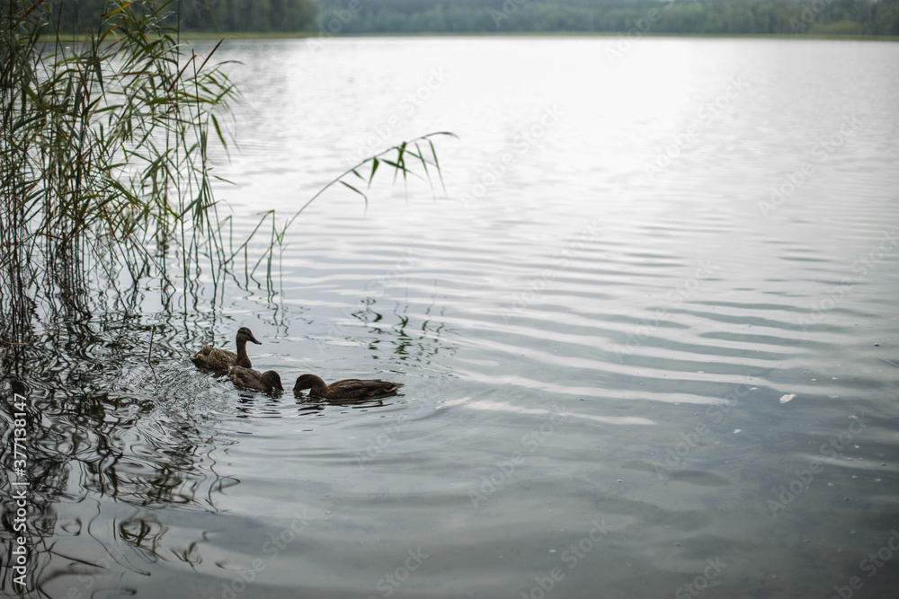 Three ducks swimming in the middle of the river. Three ducks swimming in the middle of the river.