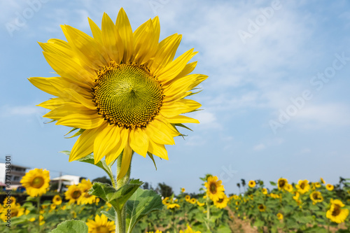 sunflowers farm with yellow flowers