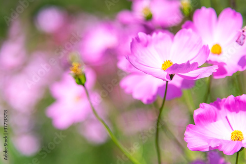 Flowers Cosmos in the meadow  blue sky background. soft and select focus