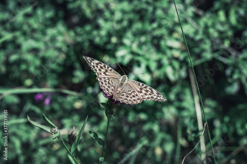 Schmetterling im Grünen