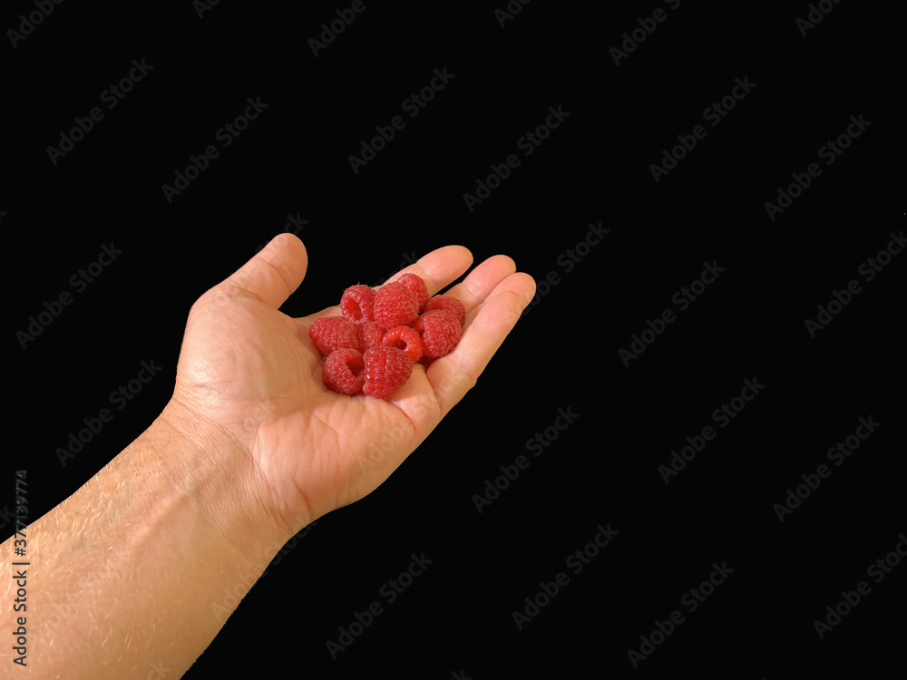 Red raspberries in hand, on a black background. Ripe raspberries in the palms, close-up. Red raspberries in hand, on a black background. Ripe raspberries in the palms, close-up.