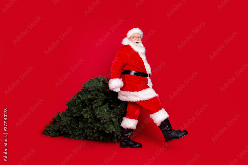 Full length body size profile side view of his he handsome fat overweight cheerful Santa carrying fresh fir tree newyear celebration 2021 isolated bright vivid shine vibrant red color background Full length body size profile side view of his he handsome fat overweight cheerful Santa carrying fresh fir tree newyear celebration 2021 isolated bright vivid shine vibrant red color background