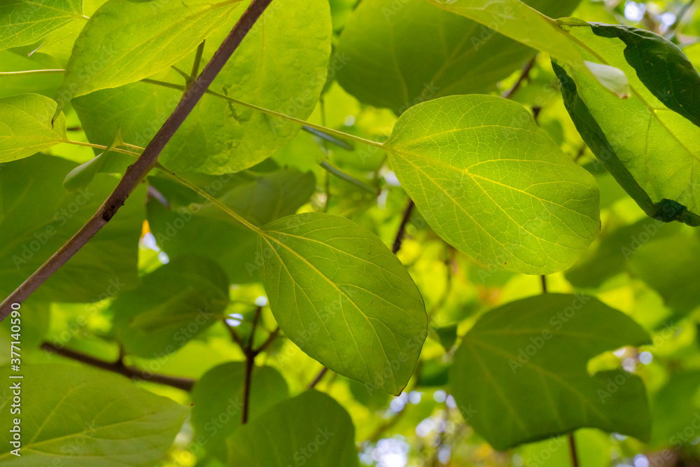light green leaves background, view from above. light green leaves background, view from above.