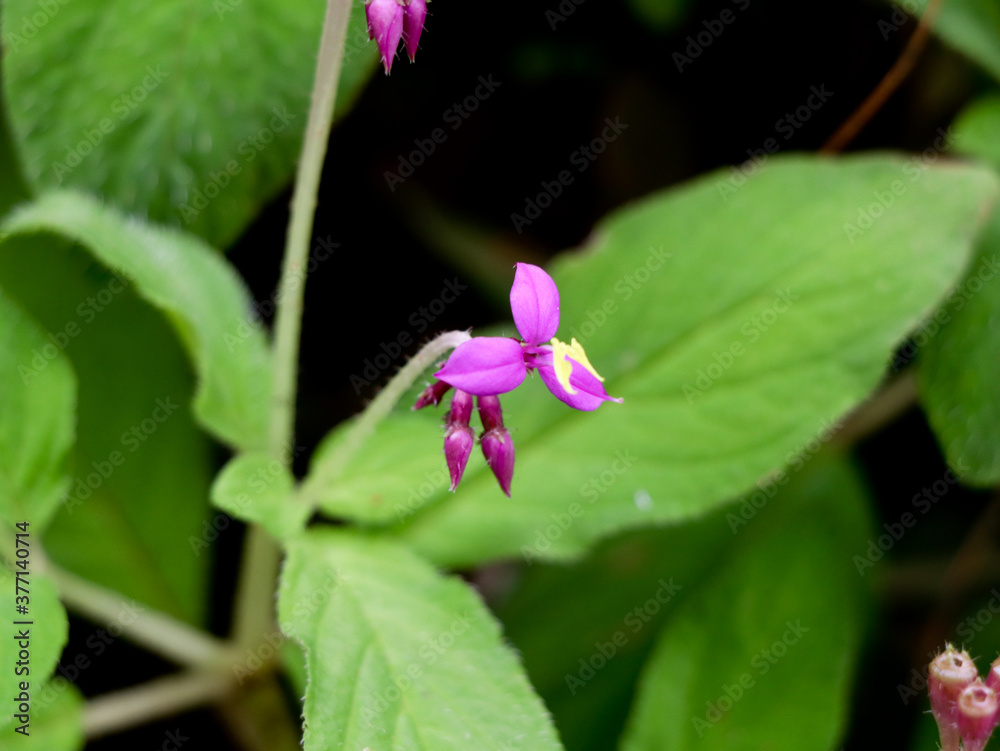 Light pink color flower of a wild plant, selective focus