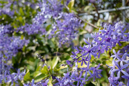 purple sandpaper vine flowers
