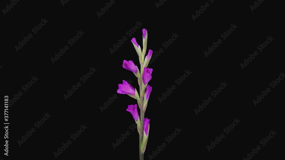 Time-lapse of opening purple gladiolus flower 6a5 in 4K PNG+ format with ALPHA transparency channel isolated on black background
Time-lapse of opening purple gladiolus flower 6a5 in 4K PNG+ format with ALPHA transparency channel isolated on black background