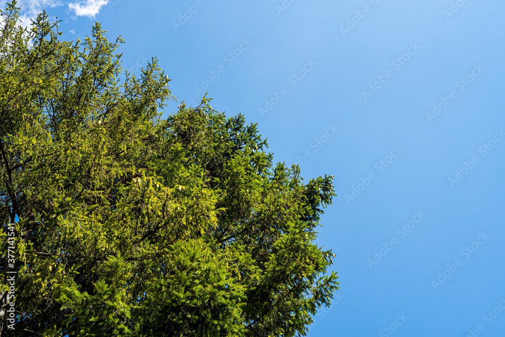 Blue sky above green trees in the forest Blue sky above green trees in the forest