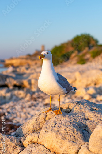 Canvastavla Seagull staying on the stone in the beach and looking at the sunset sea