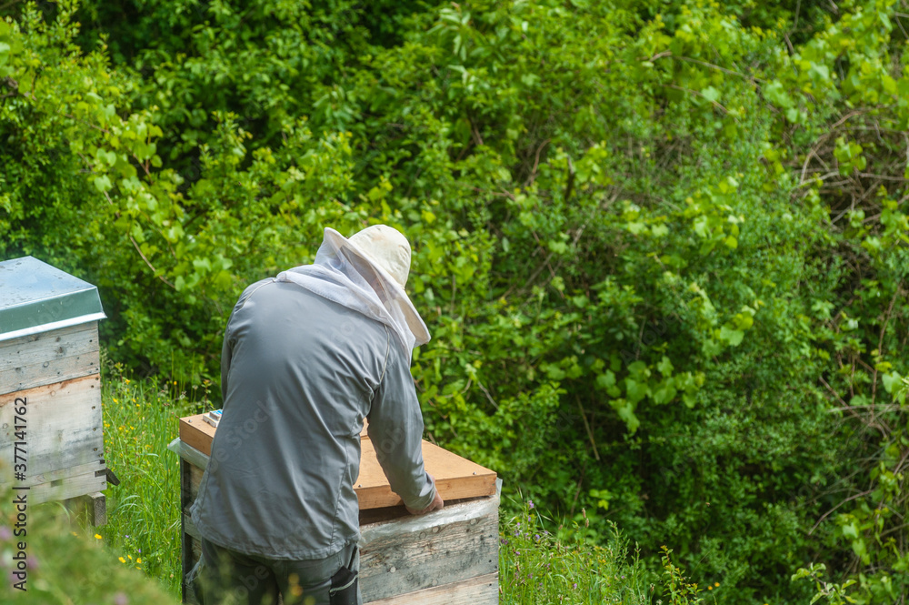 Beekeeper by the beehive near Maulbronn Monastery Beekeeper by the beehive near Maulbronn Monastery