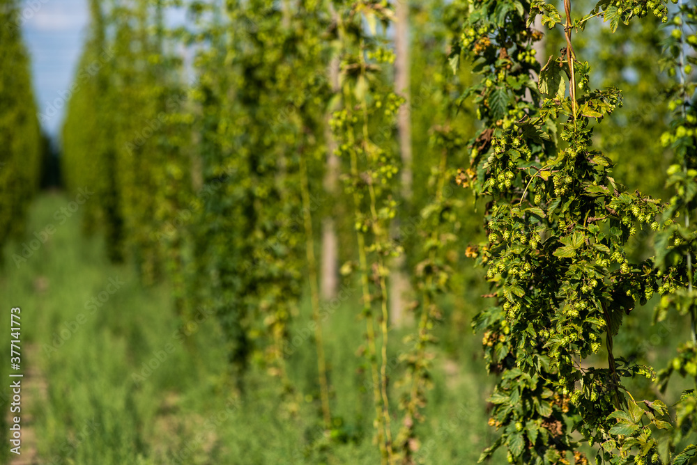 Fototapeta premium Technology of industrial cultivation of hops