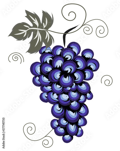 Composition of purple grapes with a leaf. Autumn thematics