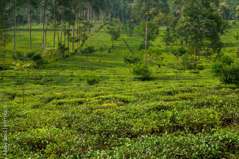 beautiful tea plantation texture bakcground beautiful tea plantation texture bakcground