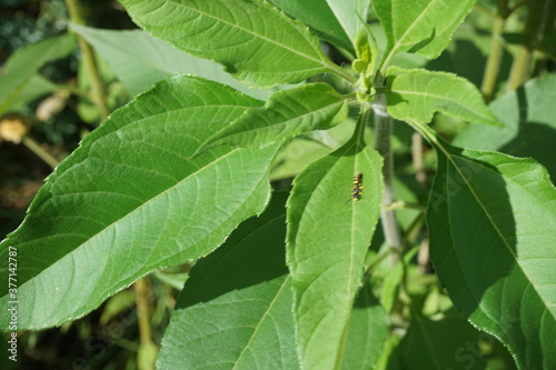 Wallpaper Mural Topinambur im Garten Torontodigital.ca