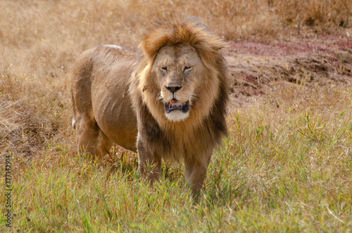 Fototapeta Naklejka Na Ścianę i Meble -  Lion en Tanzanie