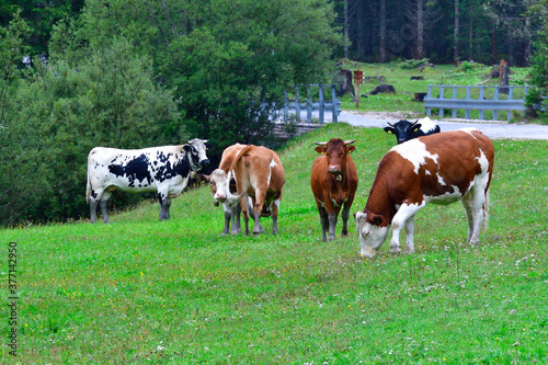  Kuhherde auf einer Straße in den Alpen 