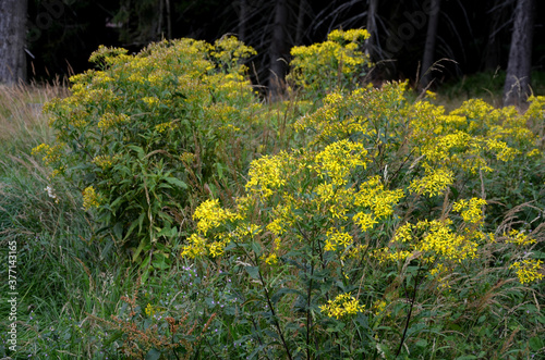 
Thistle is one of the major weeds, is among the ten major weeds in the world, has high demands on nutrient and water intake, overshadows cultivated plants and its roots secrete allelopathic substance photo