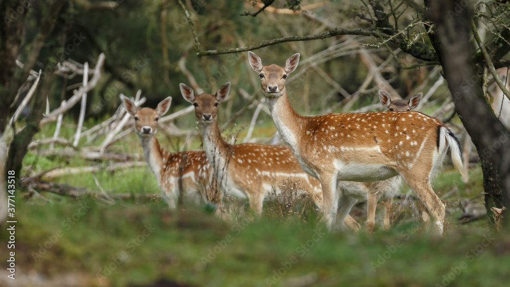 Fallow deer during the rutting season Fallow deer during the rutting season