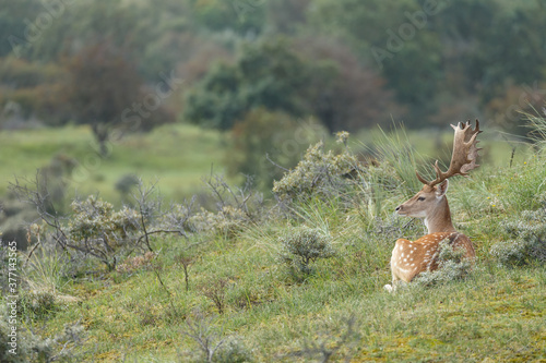 Fallow deer during the rutting season