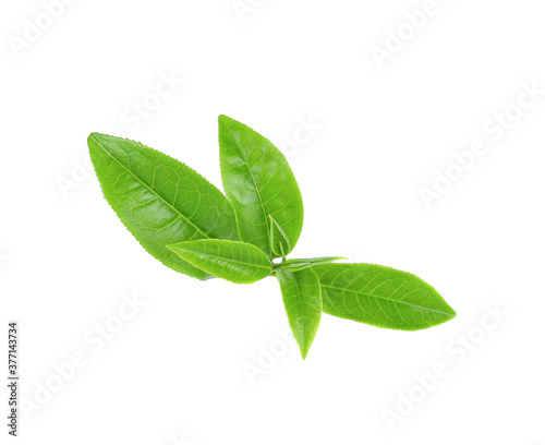 Green tea leaf on white background