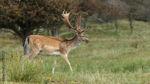 Fallow deer during the rutting season