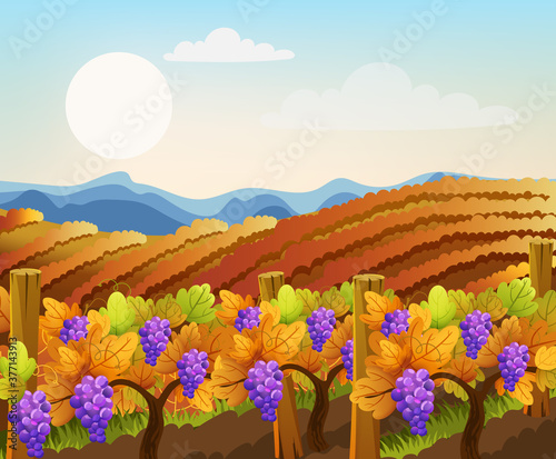 Peisage of empty and filled with grape trees fields. Vineyard. Autumn plant. Warm colors