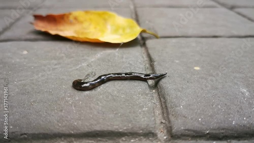 New Guinea flatworms are creeping slowly on the ground.​ Exotic invasive animals. photo