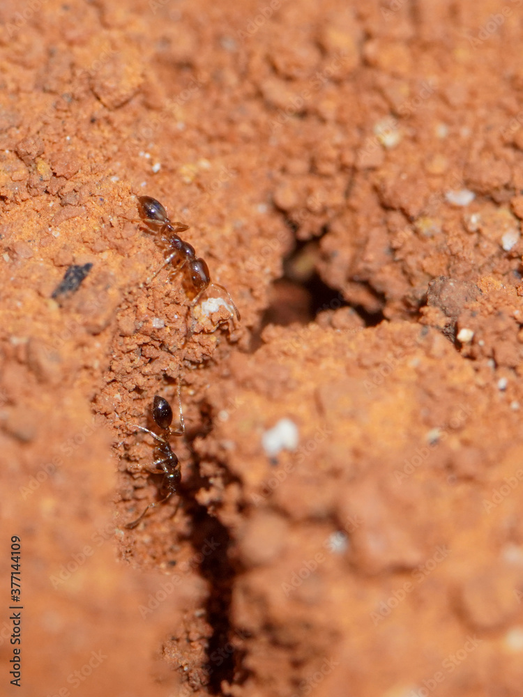 Macro photo of ants entering small hole on the soil ground, close up photo of ants on the ground. Macro photo of ants entering small hole on the soil ground, close up photo of ants on the ground.