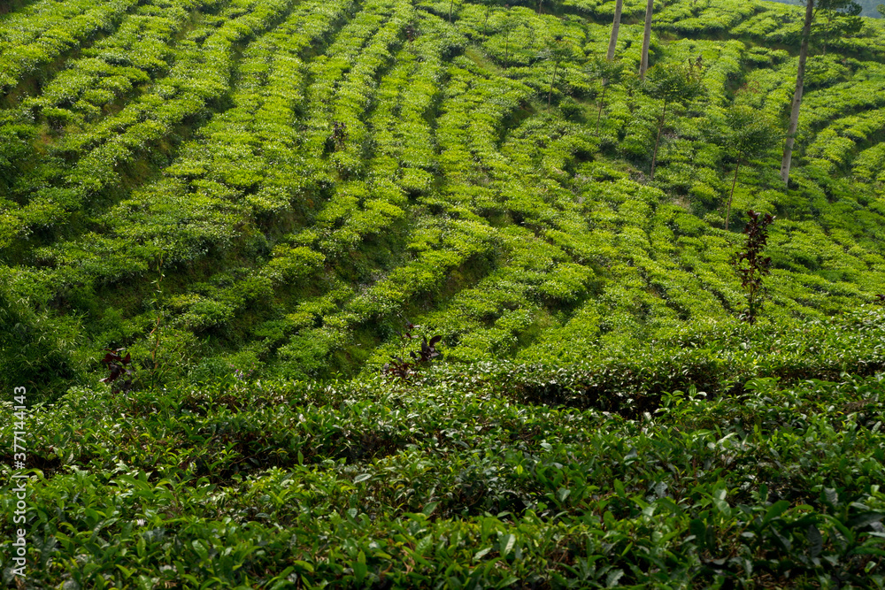 beautiful tea plantation texture bakcground