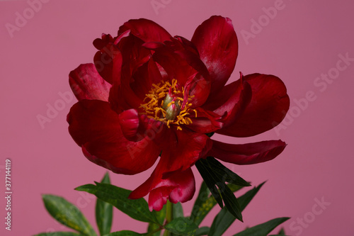 Dark red elegant peony flower isolated on pink background.