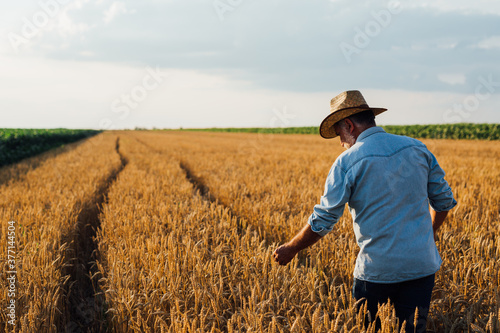 farmer walking through wheat field © cherryandbees