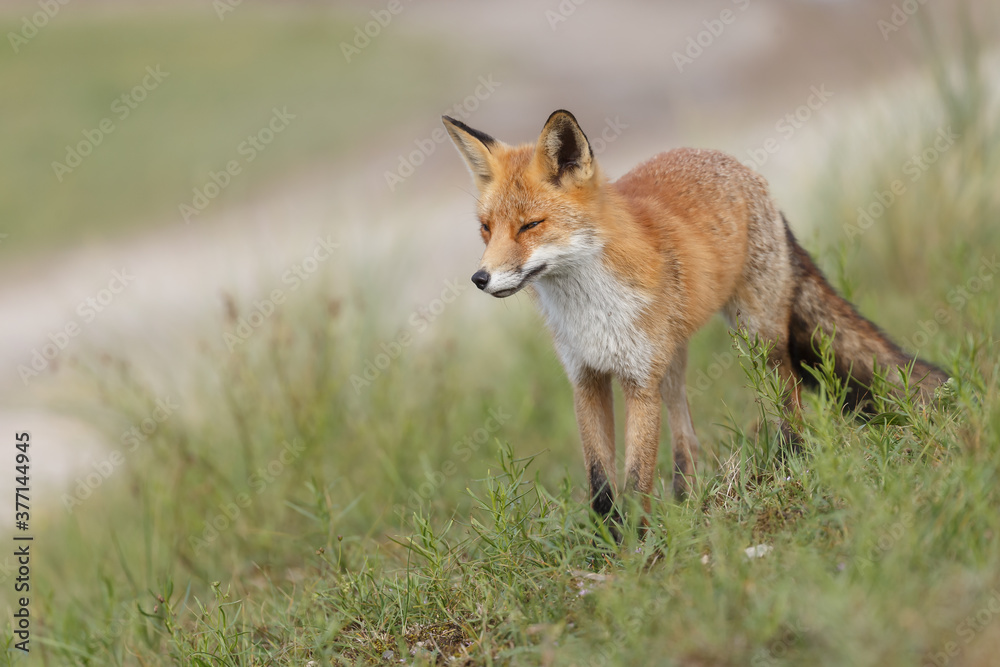 Red fox in naturen a sunny day in September Red fox in naturen a sunny day in September