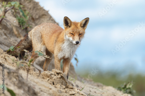 Red fox in naturen a sunny day in September © Menno Schaefer