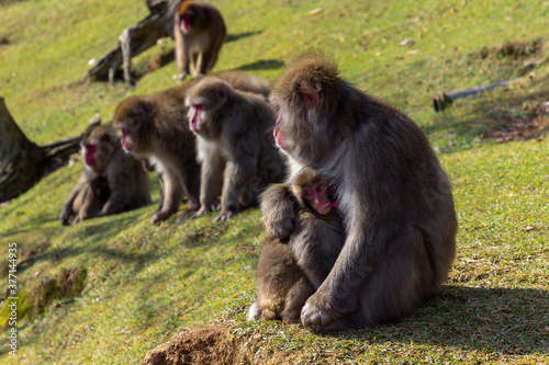 Monkey Park in Kyoto (Japan)
