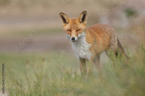 Red fox in naturen a sunny day in September © Menno Schaefer