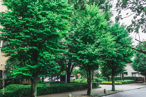 川崎の鮮やかな緑の街路樹　