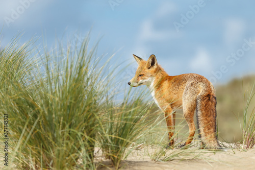 Red fox in naturen a sunny day in September photo
