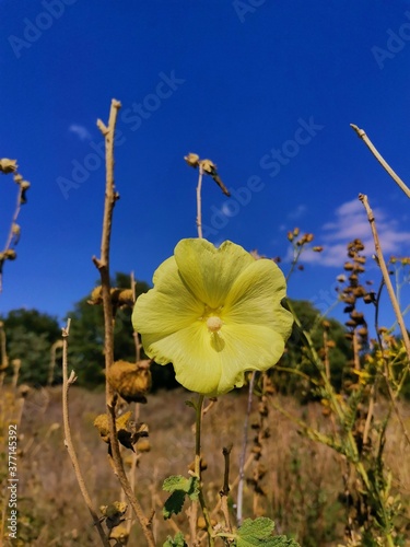 Yellow flower