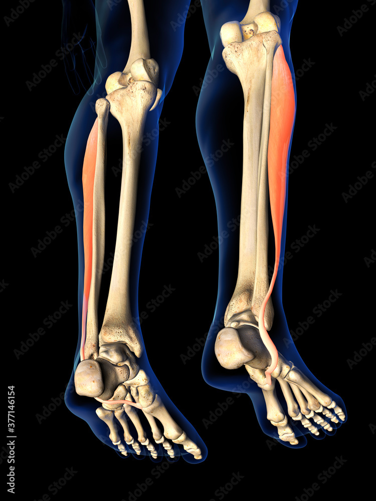 Peroneus Longus Muscle in Isolation on Human Leg Skeleton, 3D Rendering on Black Peroneus Longus Muscle in Isolation on Human Leg Skeleton, 3D Rendering on Black