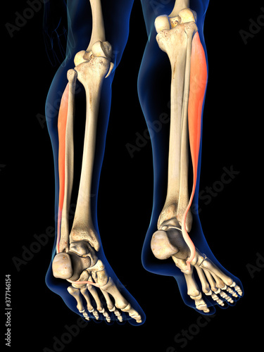 Peroneus Longus Muscle in Isolation on Human Leg Skeleton, 3D Rendering on Black photo