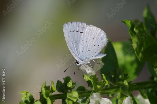 Azuré bleu céleste (Lysandra bellargus) sur fleur de basilic photo