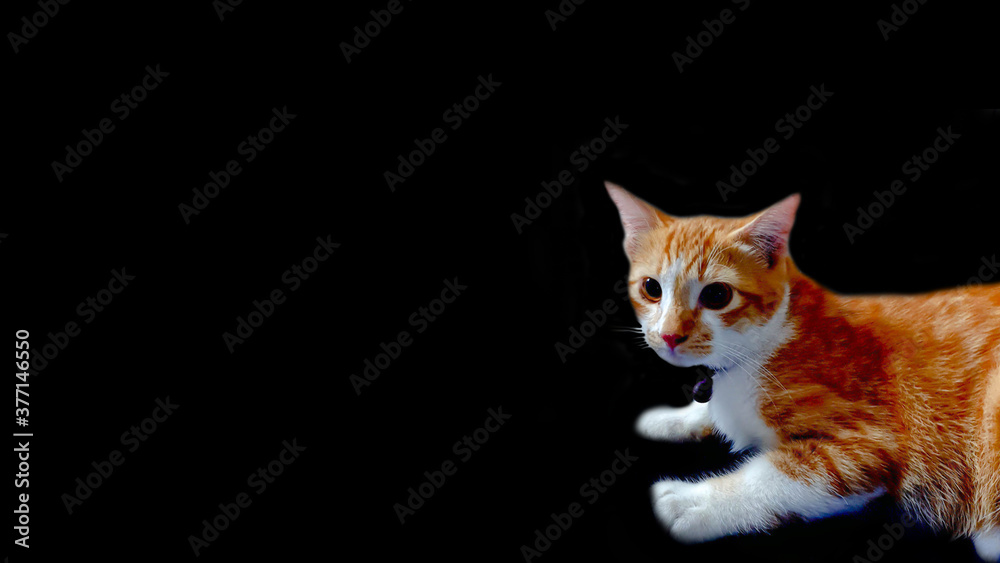 a little cat lying on black background. a little cat lying on black background.