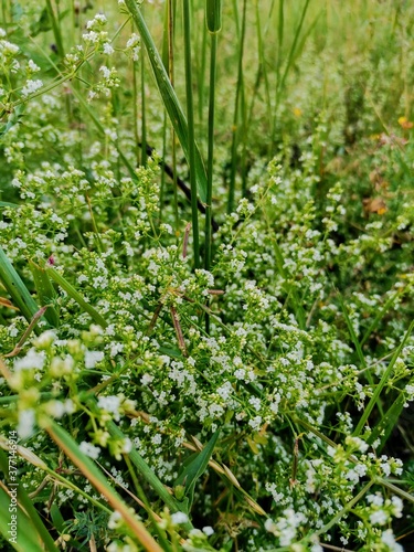 plants in the garden